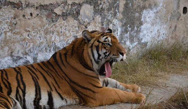 tigre descansando
