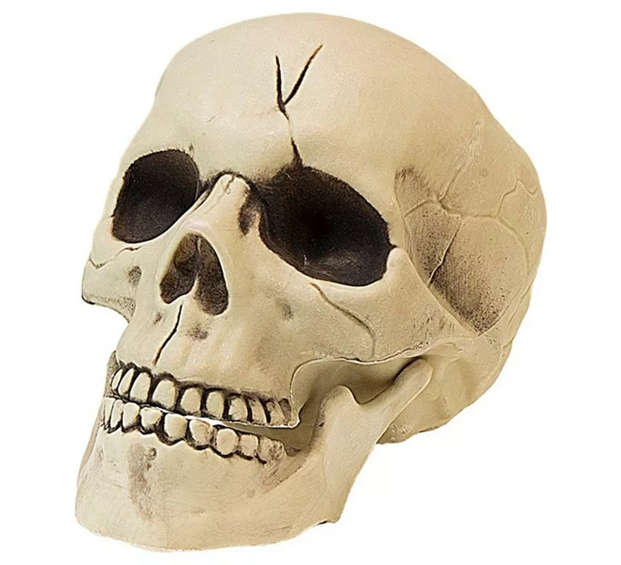 Translation missing: es.Calavera con Mandíbula y Movimiento de Plástico de 21 cm