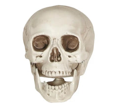 Calavera de 20 cm