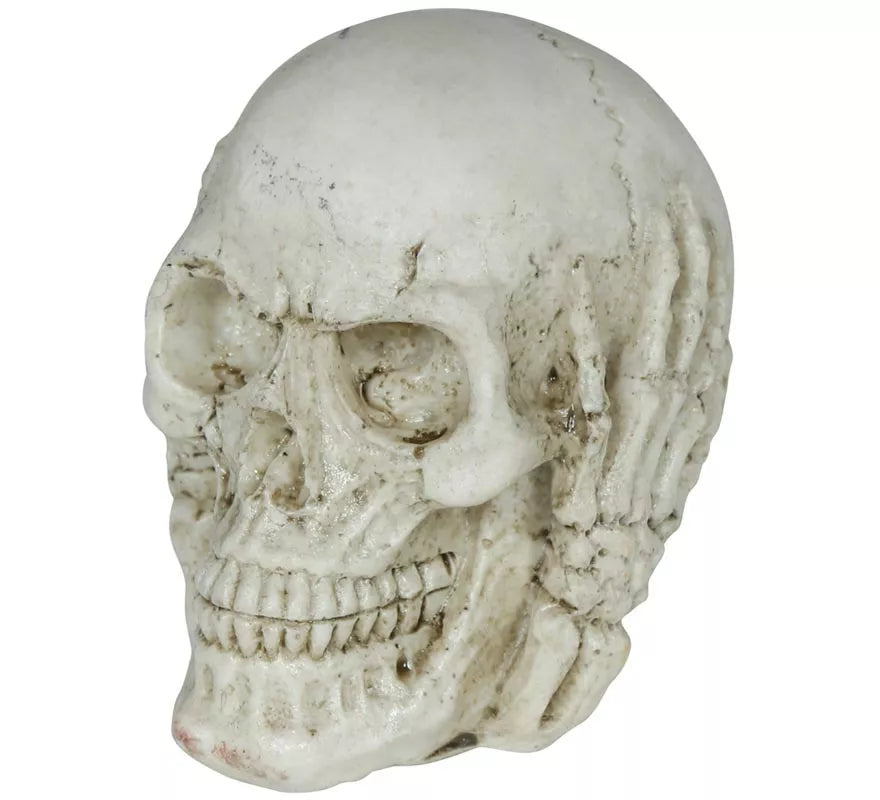 Translation missing: es.Calavera de Resina de 6 cm