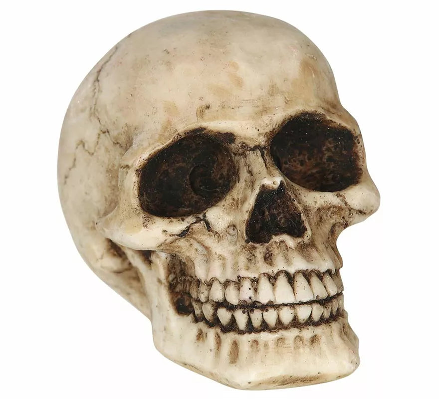 Translation missing: es.Calavera Resina de 8 cm
