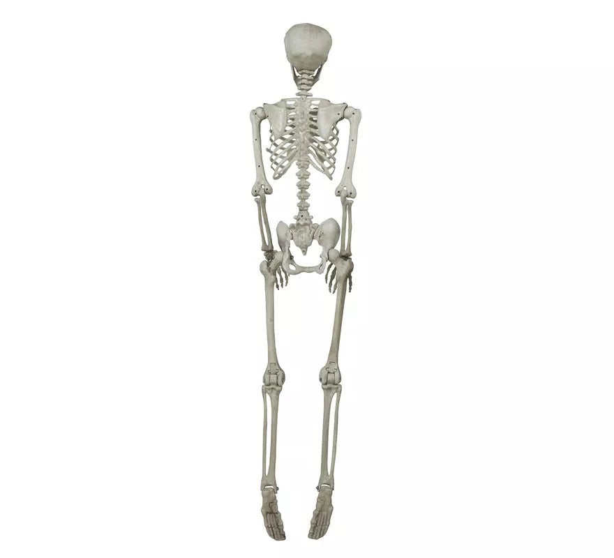 Translation missing: es.Colgante Esqueleto 160 Cm