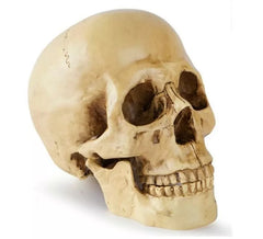 Cráneo o Calavera para decoración de 17x13x19 cm
