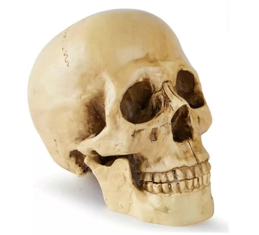 Cráneo o Calavera para decoración de 17x13x19 cm