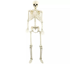 Esqueleto 160 cm