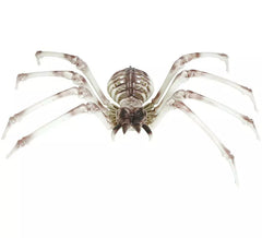 Esqueleto Araña 85x35 cm