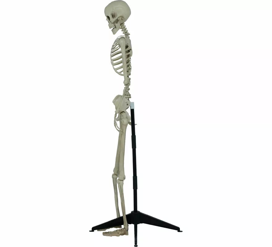 Esqueleto Articulado de 155 cm
