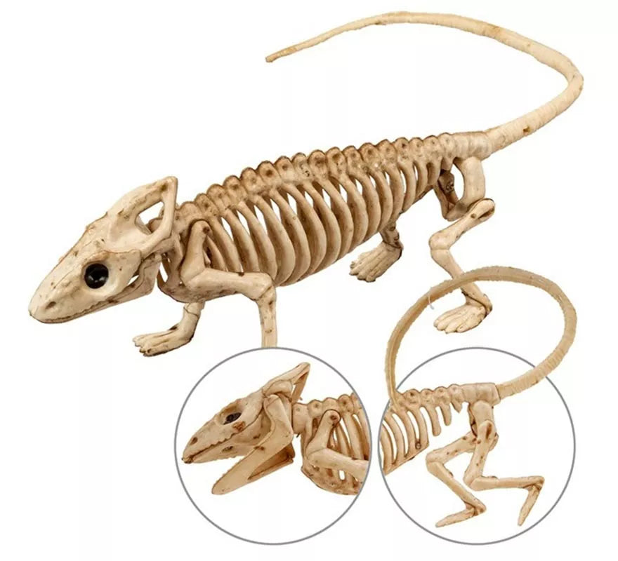 Translation missing: es.Esqueleto de Iguana 43 cm