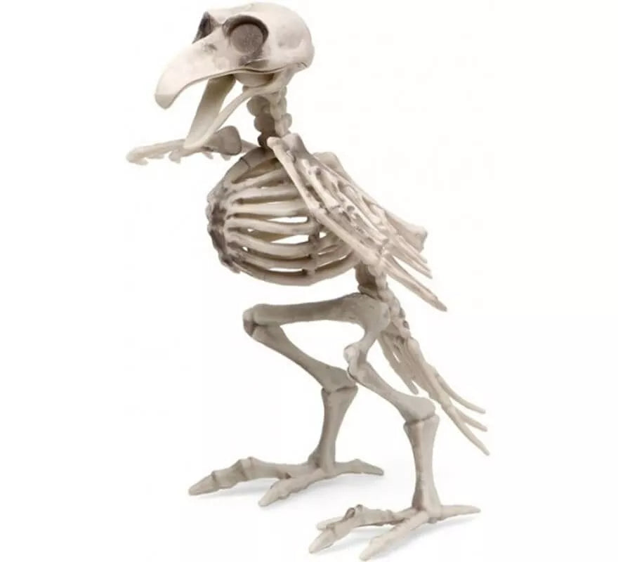 Translation missing: es.Esqueleto de Pájaro de 19x12 cm