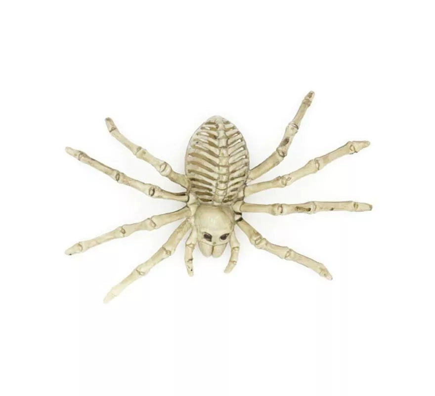Translation missing: es.Esqueleto de Tarántula beige