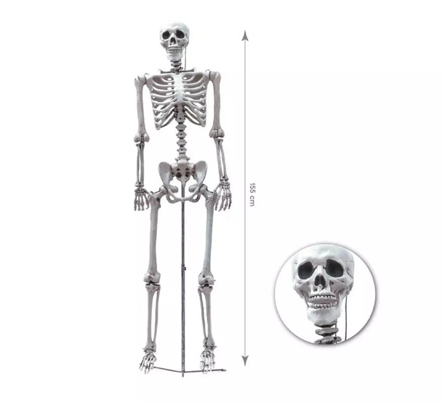 Translation missing: es.Esqueleto Humano completo de 155 cm