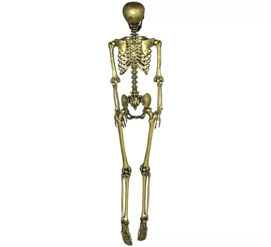 Esqueleto oro 160 cm