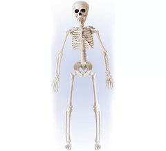 Esqueleto Posable de 40 cm